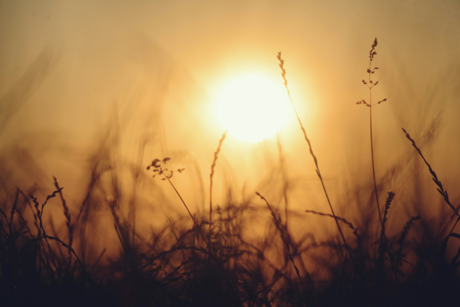 The setting sun shines through the tall grass.