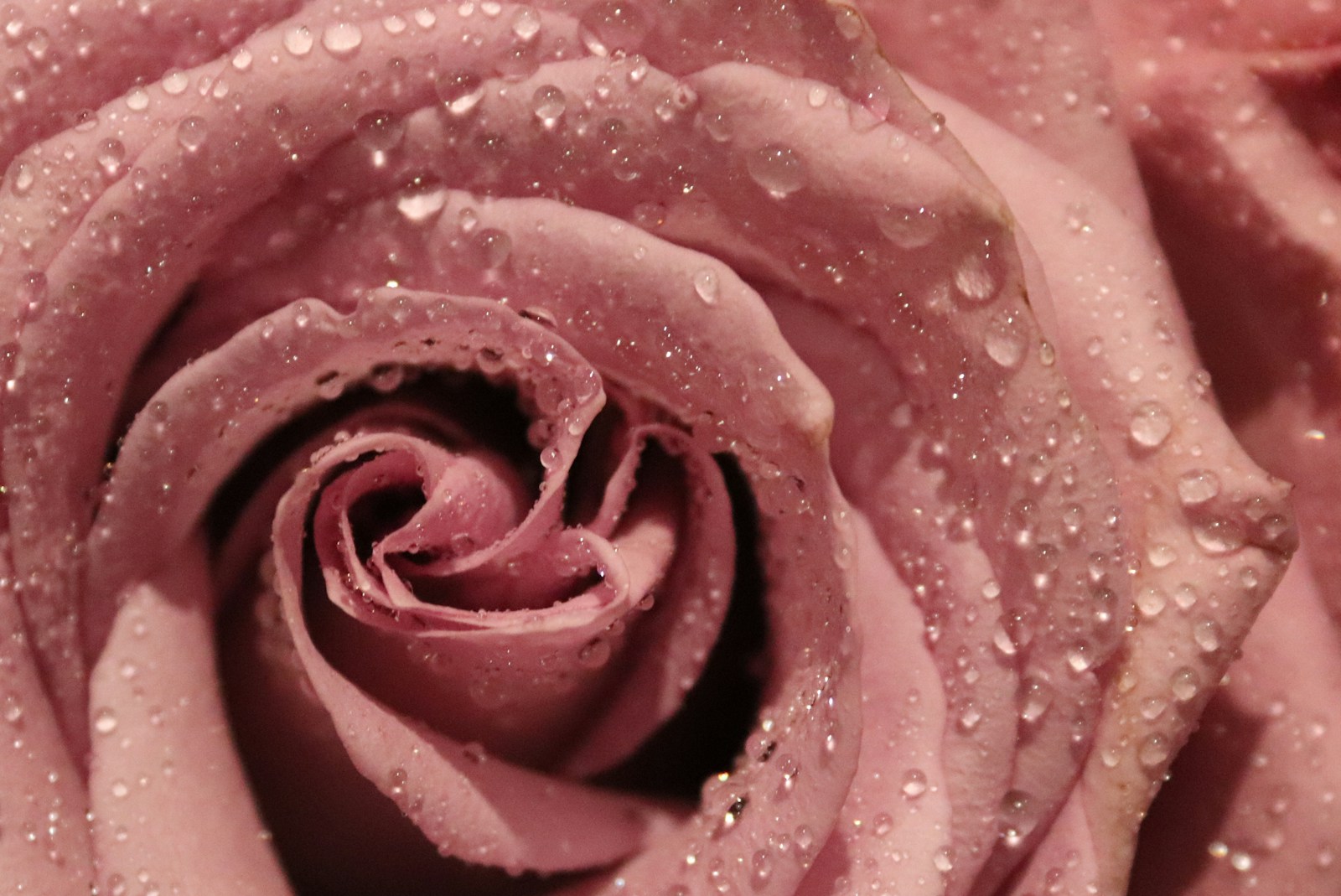 pink rose with water droplets